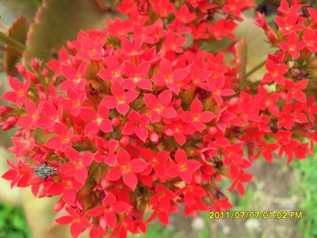 Name:  238.jpg
Views: 719
Size:  50.7 KB