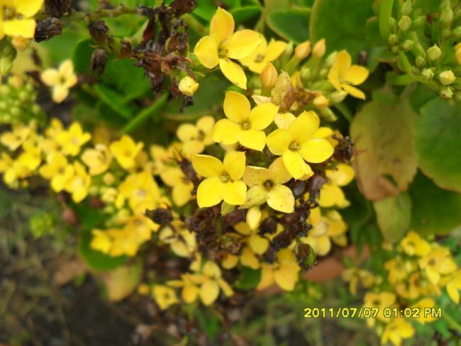 Name:  241.jpg
Views: 710
Size:  47.5 KB