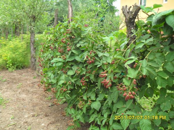 Name:  264.jpg
Views: 672
Size:  71.6 KB
