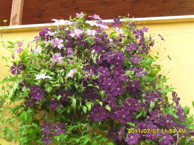 Name:  017.jpg
Views: 679
Size:  71.2 KB