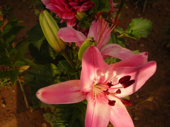 Name:  DSCN5574.jpg
Views: 690
Size:  38.9 KB