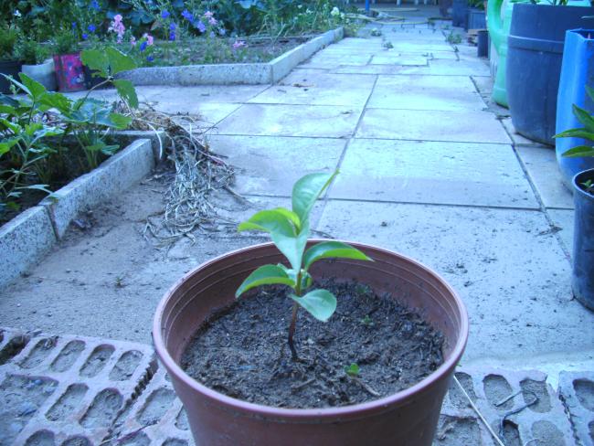 Name:  yabani hurma.jpg
Views: 1006
Size:  66.4 KB