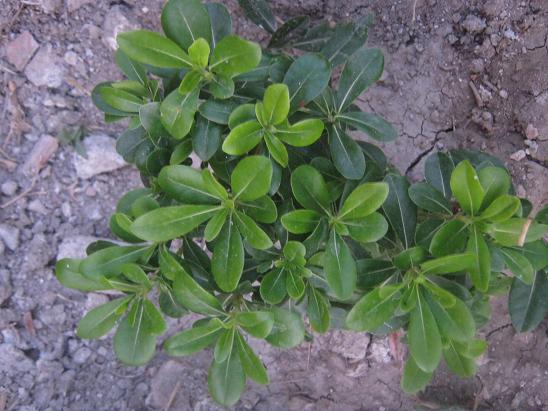 Name:  pittosporum.JPG
Views: 1279
Size:  59.6 KB