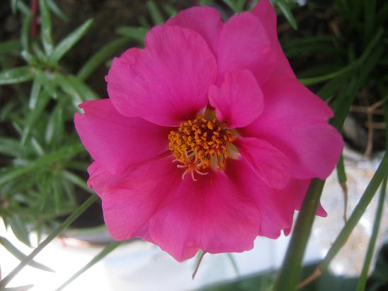 Name:  ipek.JPG
Views: 1378
Size:  40.2 KB