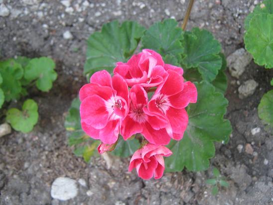Name:  sardunya 1.JPG
Views: 1497
Size:  51.6 KB