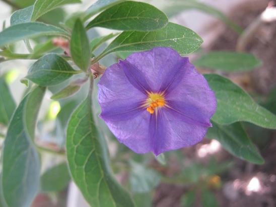 Name:  solanum.JPG
Views: 1435
Size:  41.0 KB