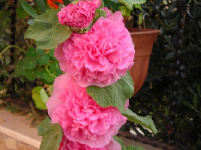 Name:  DSCN5822.jpg
Views: 558
Size:  38.5 KB