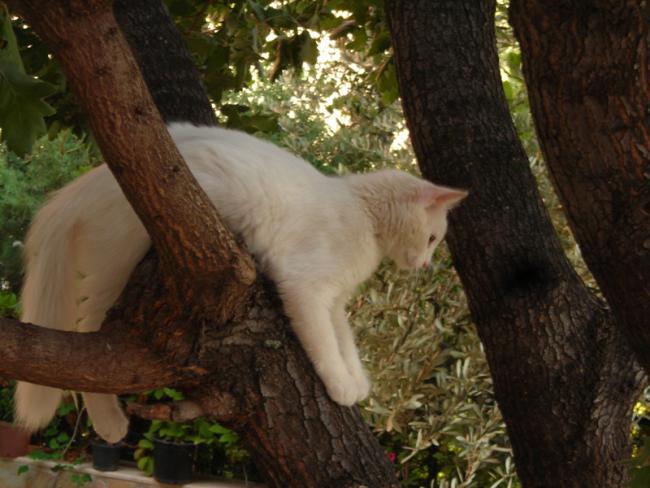Name:  DSCN5746.jpg
Views: 541
Size:  48.1 KB