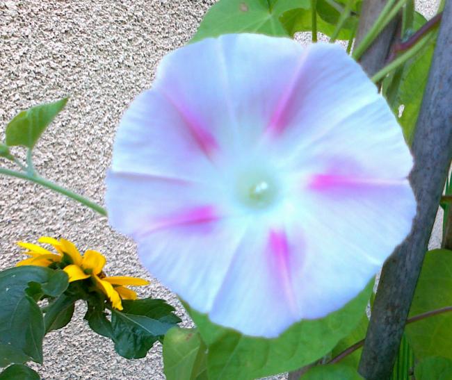 Name:  100720111349.jpg
Views: 539
Size:  59.6 KB