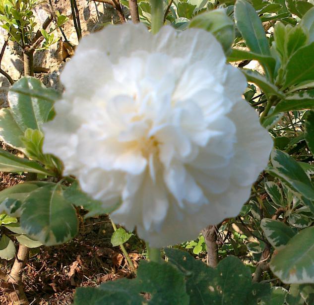 Name:  100720111366.jpg
Views: 710
Size:  70.8 KB