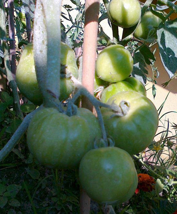Name:  100720111391.jpg
Views: 703
Size:  72.6 KB