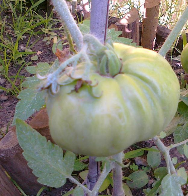 Name:  100720111401.jpg
Views: 700
Size:  70.6 KB