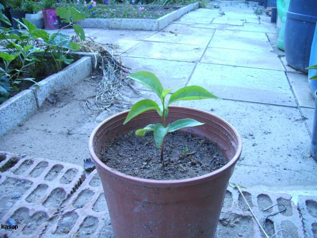 Name:  yabani%20hurma%20(1).jpg
Views: 796
Size:  67.4 KB