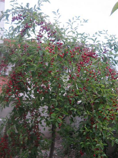 Name:  vine.jpg
Views: 1174
Size:  54.0 KB