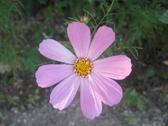 Name:  cosmos.JPG
Views: 1521
Size:  40.3 KB
