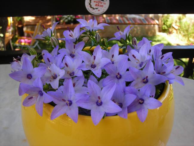Name:  DSCN5695.jpg
Views: 660
Size:  41.4 KB