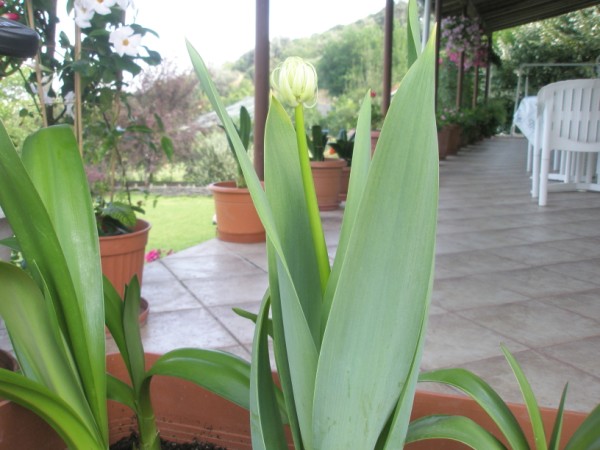 Name:  P7120072 (600 x 450).jpg
Views: 883
Size:  63.9 KB