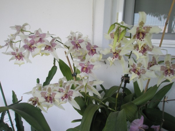 Name:  P7120085 (600 x 450).jpg
Views: 874
Size:  61.6 KB