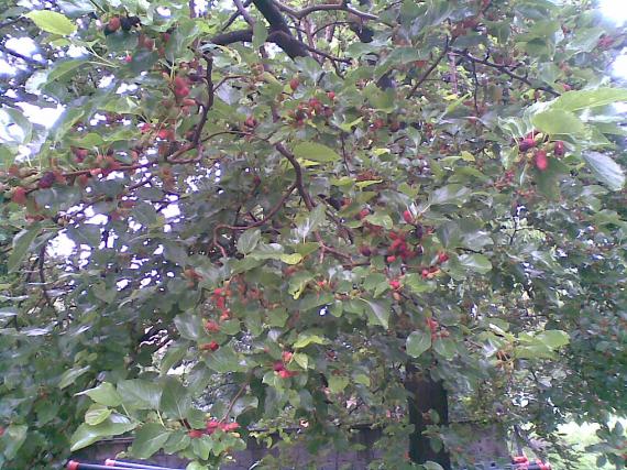 Name:  02072011(001).jpg
Views: 2780
Size:  72.9 KB