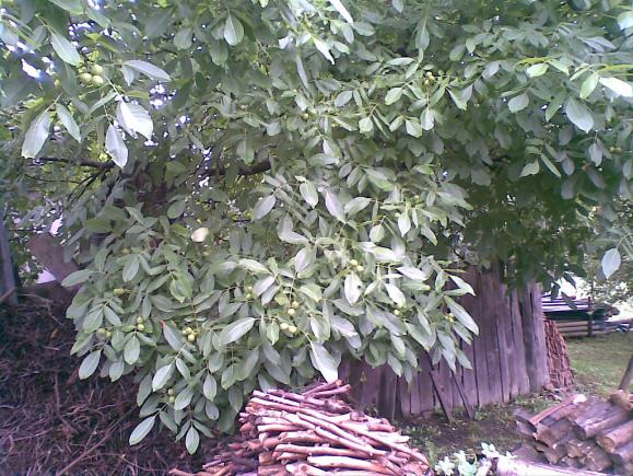 Name:  02072011(003).jpg
Views: 2057
Size:  73.3 KB