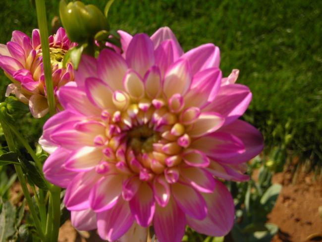 Name:  DSCN5819.jpg
Views: 605
Size:  44.4 KB