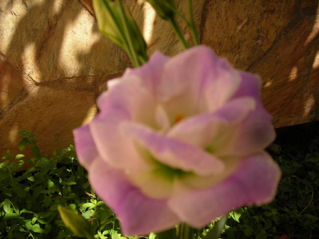 Name:  DSCN5799.jpg
Views: 610
Size:  37.2 KB