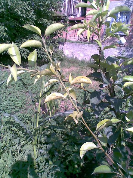 Name:  Dal yankl armut komis.jpg
Views: 1939
Size:  80.5 KB