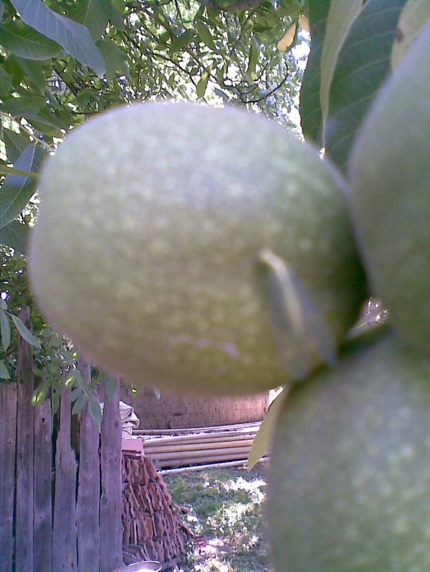 Name:  Bahenin koruyucusu2.jpg
Views: 1928
Size:  71.0 KB