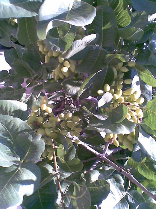 Name:  Antep Fst.jpg
Views: 2334
Size:  78.0 KB