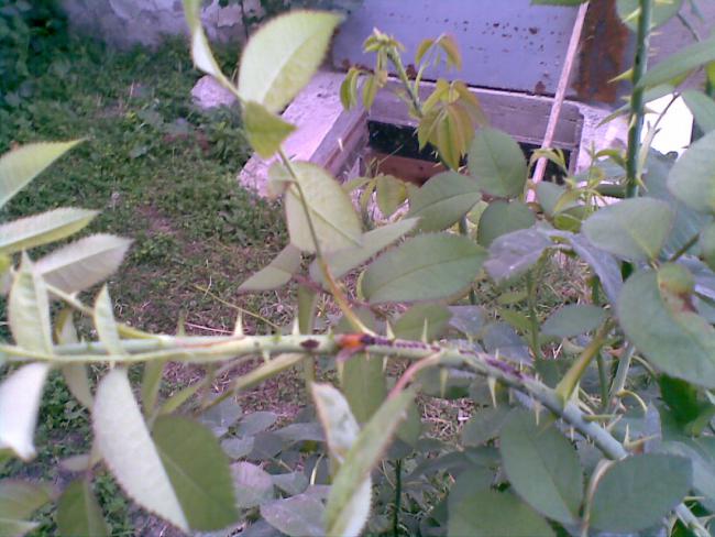 Name:  Gllerin dman 1.jpg
Views: 1904
Size:  52.8 KB