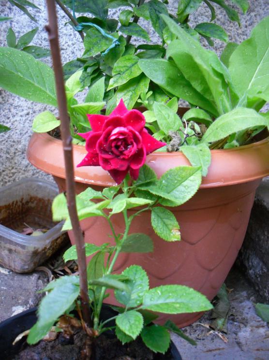 Name:  SDC12501 copy.jpg
Views: 496
Size:  74.7 KB