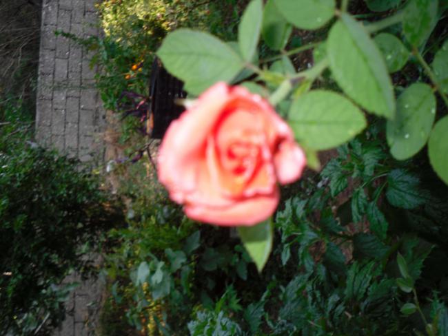 Name:  SDC12505 copy.jpg
Views: 690
Size:  46.6 KB