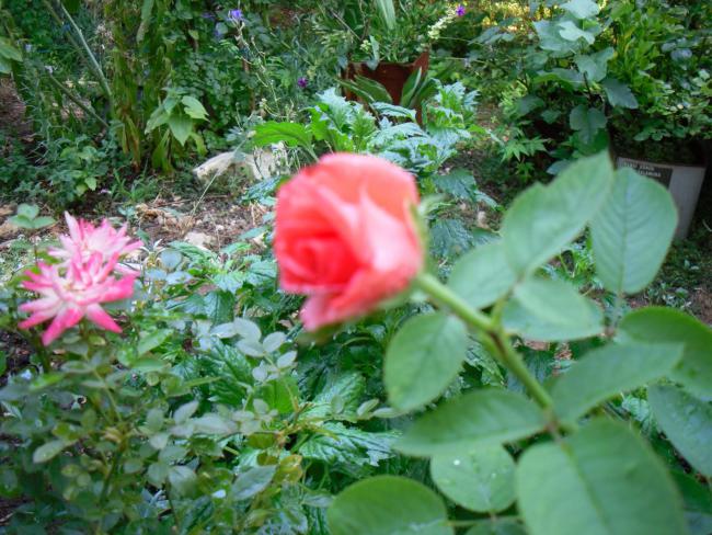 Name:  SDC12507 copy.jpg
Views: 653
Size:  67.5 KB