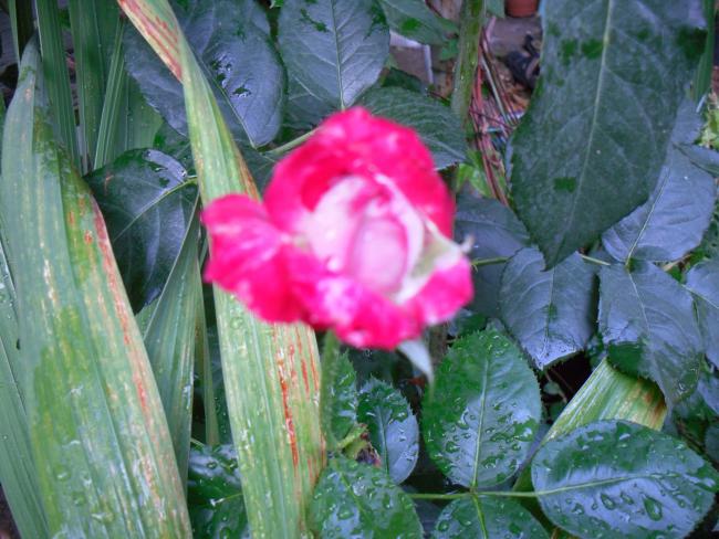 Name:  SDC12508 copy.jpg
Views: 675
Size:  55.8 KB