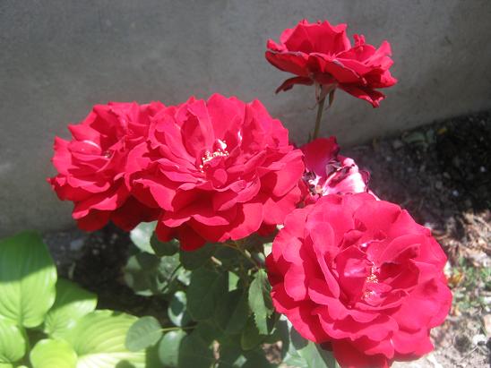 Name:  gl1.JPG
Views: 1111
Size:  48.2 KB