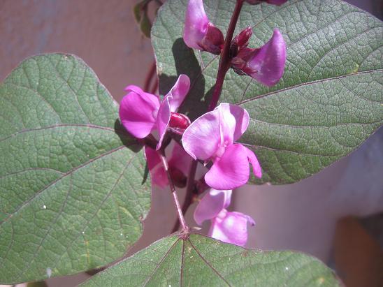 Name:  ss bezelyesi.JPG
Views: 1201
Size:  55.4 KB