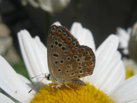 Name:  kelebek 1.JPG
Views: 1134
Size:  37.9 KB