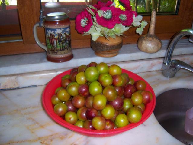 Name:  100_2336.jpg
Views: 491
Size:  43.3 KB