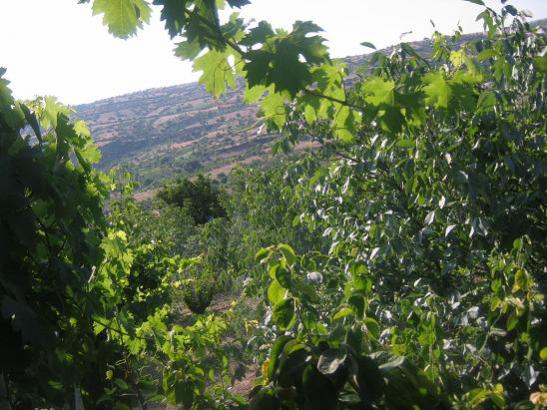 Name: bahçe2.jpg
Views: 1316
Size: 52.9 KB