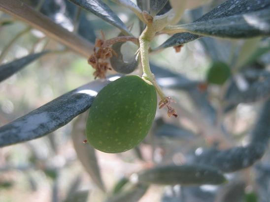 Name:  zeytin.JPG
Views: 1018
Size:  39.8 KB
