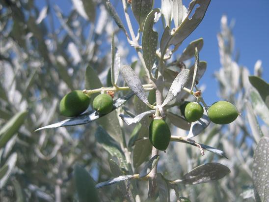 Name:  zeytin1.JPG
Views: 1023
Size:  51.4 KB