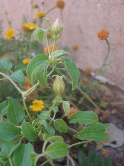 Name:  clematis piliu.JPG
Views: 1224
Size:  37.2 KB