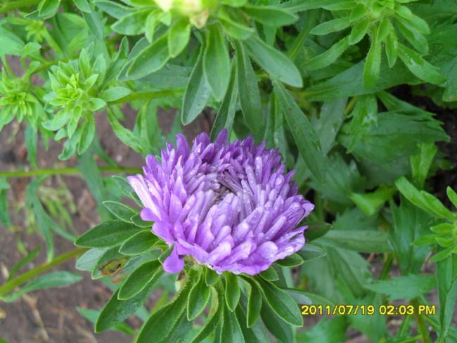 Name:  041.jpg
Views: 574
Size:  53.5 KB