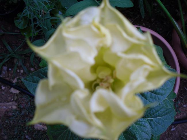 Name:  SDC12522 copy.jpg
Views: 773
Size:  34.5 KB