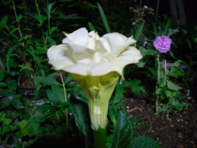 Name:  SDC12525 copy.jpg
Views: 746
Size:  39.5 KB