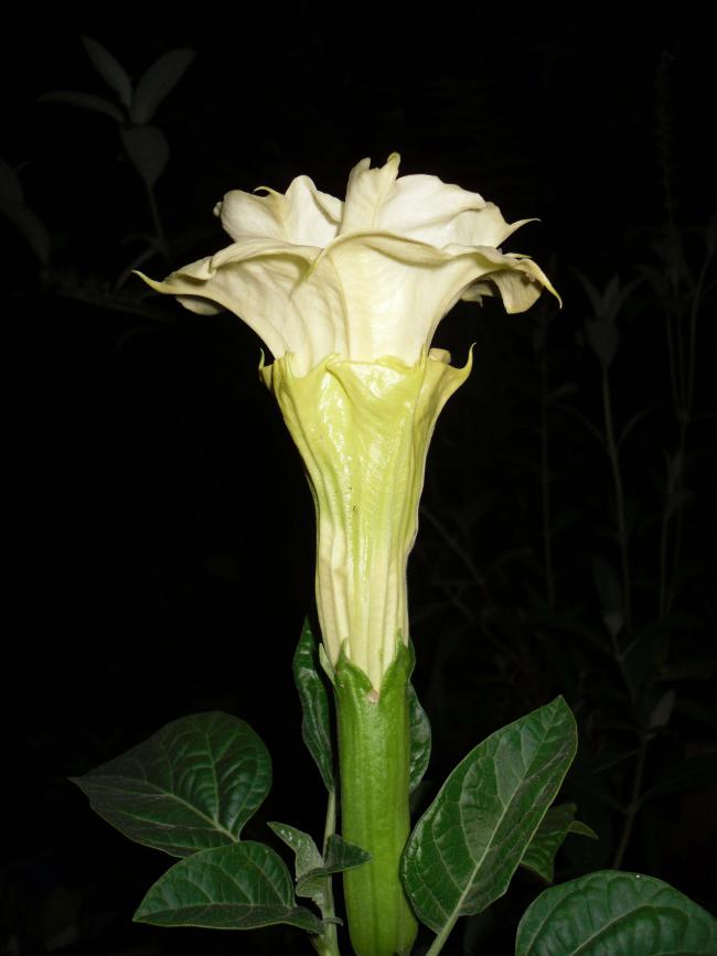 Name:  SDC12526 copy.jpg
Views: 755
Size:  40.7 KB