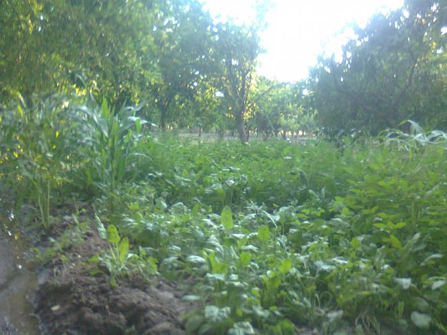 Name:  Fotoraf0517.jpg
Views: 735
Size:  56.8 KB
