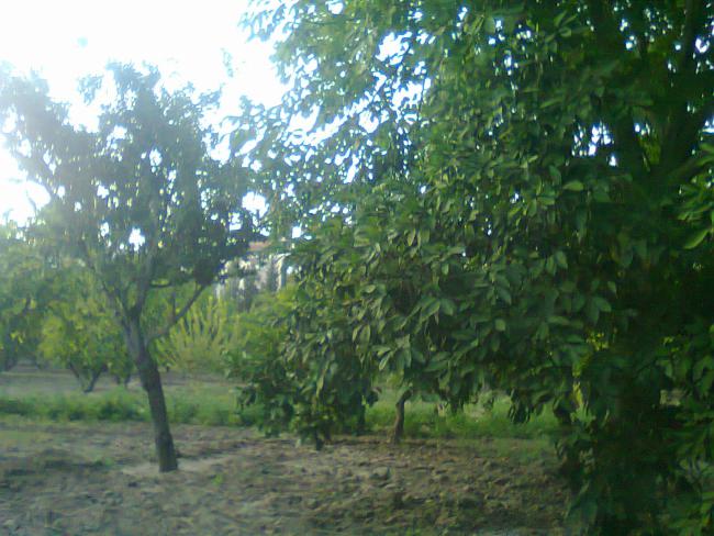 Name:  Fotoraf0523.jpg
Views: 725
Size:  58.1 KB