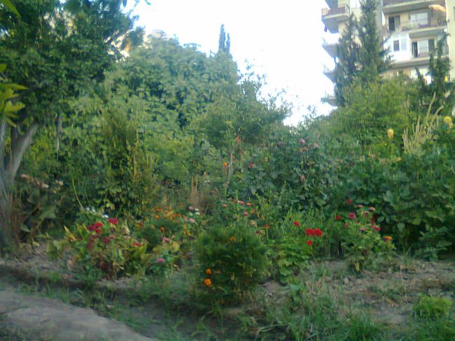 Name:  Fotoraf0524.jpg
Views: 710
Size:  62.0 KB