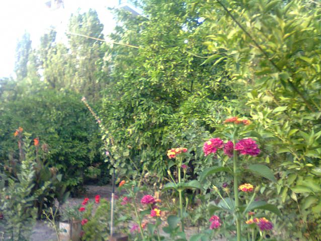 Name:  Fotoraf0531.jpg
Views: 715
Size:  70.1 KB